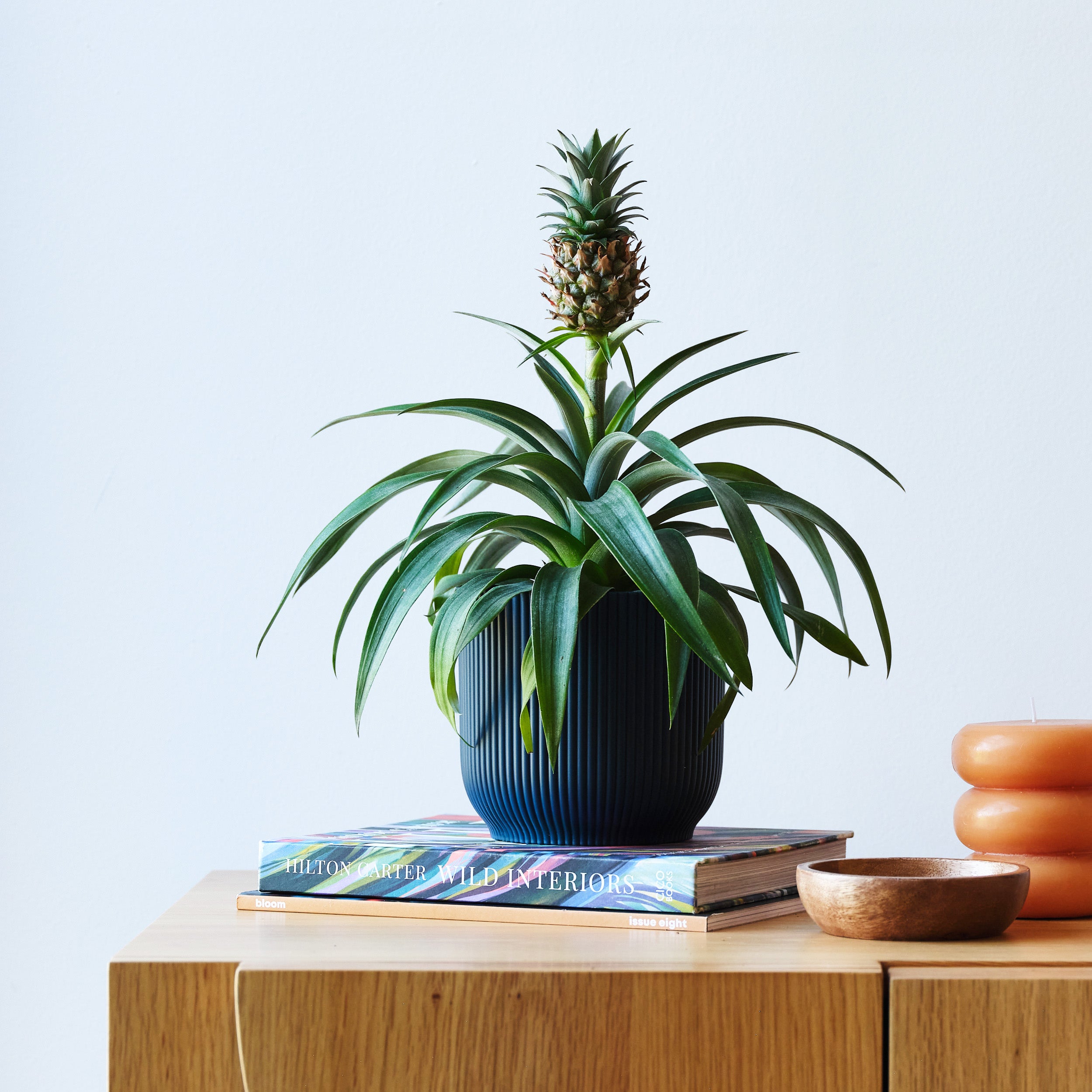 Pineapple House Plant in Elho Pot Plastic Navy Pineapple House Plant in Elho Pot Plastic Navy