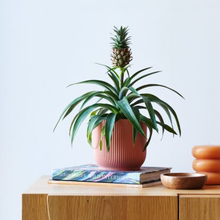 Pineapple House Plant in Elho Pot Plastic Pink