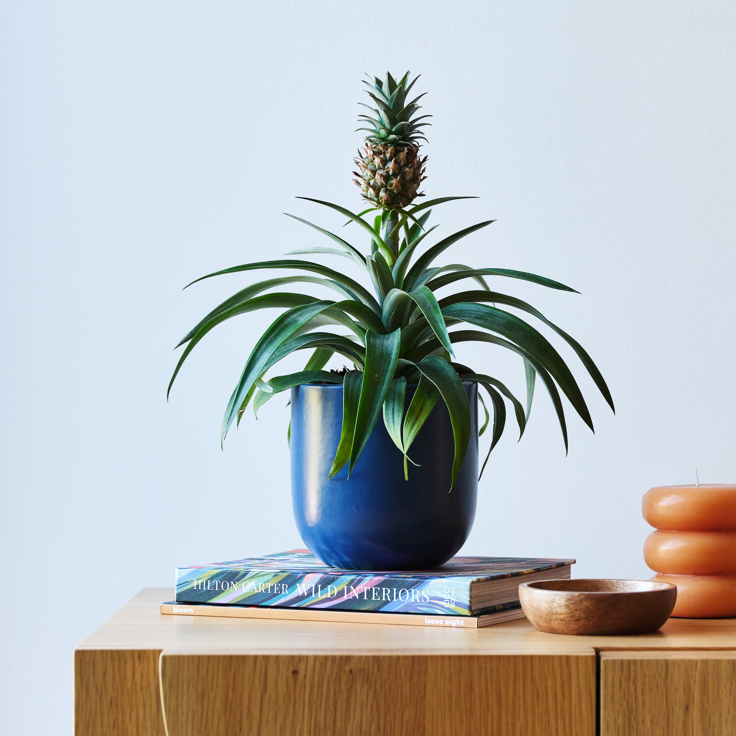 Pineapple House Plant in Pot Earthenware Blue Pineapple House Plant in Pot Earthenware Blue