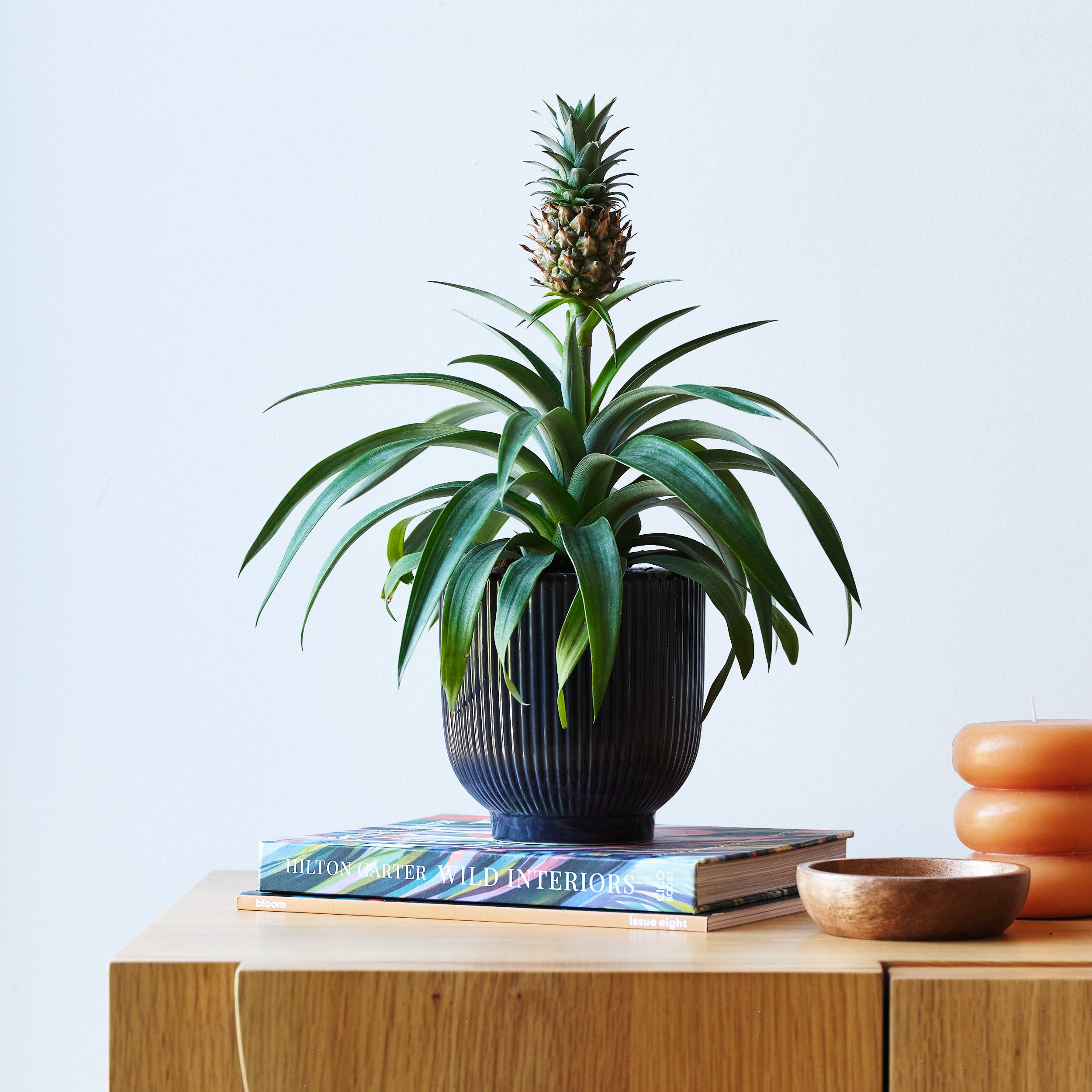 Pineapple House Plant in Ribbed Pot Ceramic Navy Pineapple House Plant in Ribbed Pot Ceramic Navy