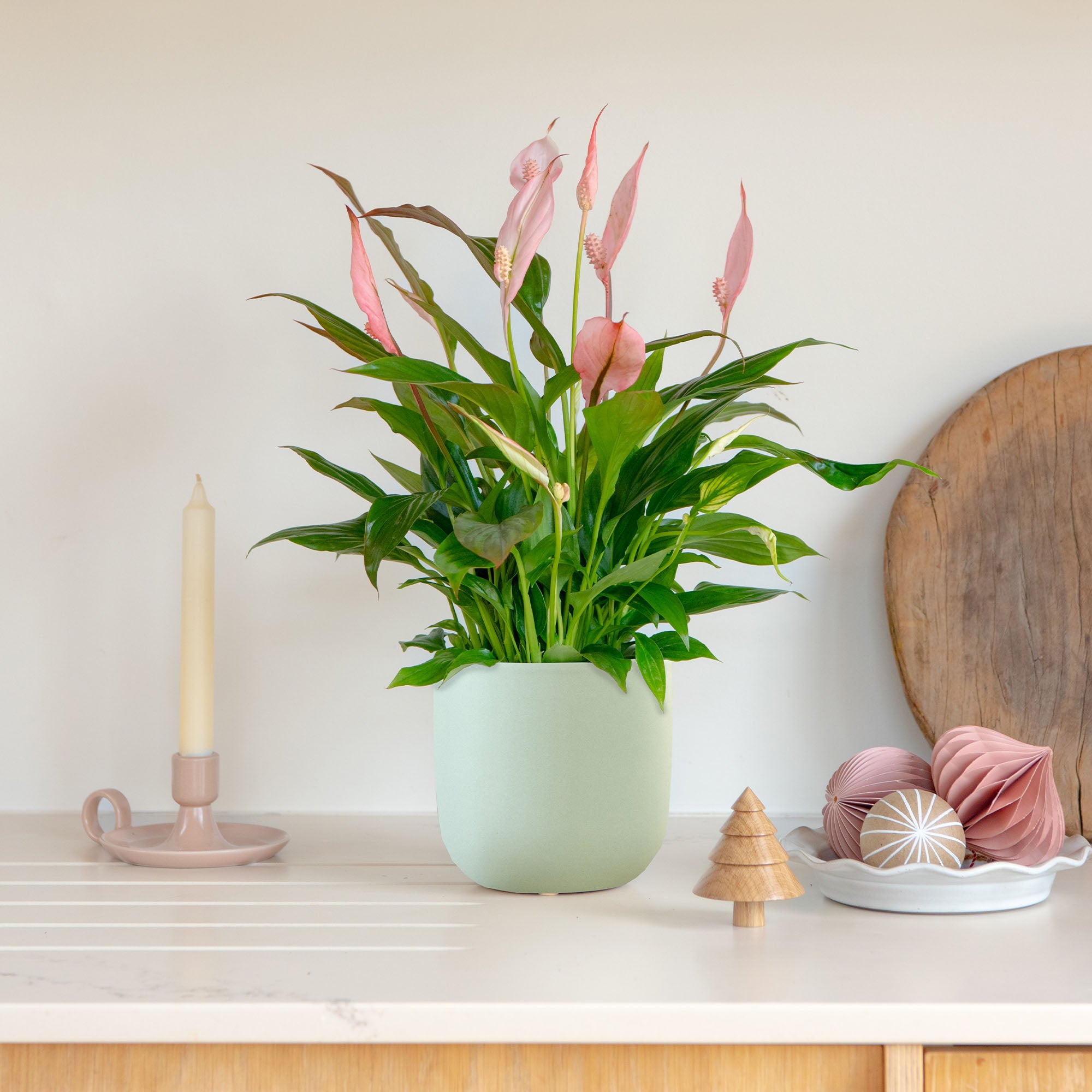 Pink Peace Lily House Plant in Earthenware Pot Earthenware Mint