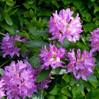 'Pink Purple Dream' Potte 5,0 liter,- 30-40 cm.