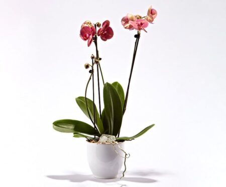 Pink orkide i skjuler - Send blomster med Bloomit