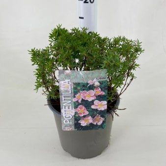 Potentilla 'Lovely Pink' Potte 3,0 liter,- 25-30 cm.