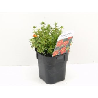 Potentilla 'Red Ace' Potte 2,0 liter,- 25-30 cm. Potentilla 'Red Ace' Potte 2,0 liter,- 25-30 cm.