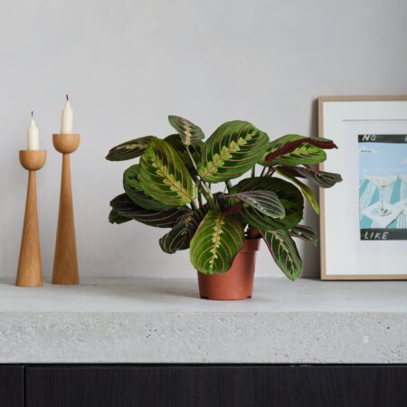 Prayer House Plant Brown