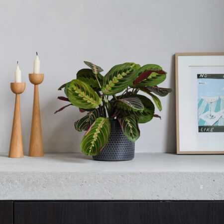 Prayer House Plant in Capri Pot Ceramic Black