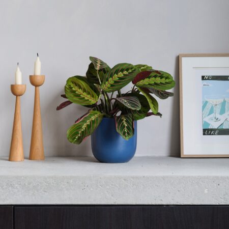 Prayer House Plant in Earthenware Pot Earthenware Blue