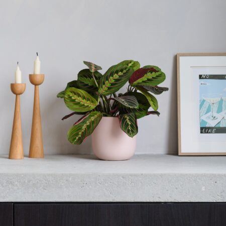 Prayer House Plant in Earthenware Pot Earthenware Pink