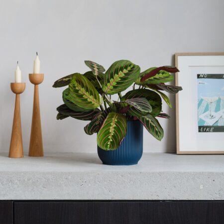 Prayer House Plant in Elho Pot Plastic Navy