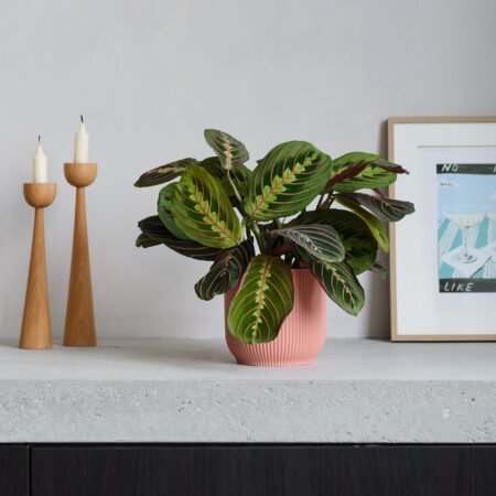 Prayer House Plant in Elho Pot Plastic Pink