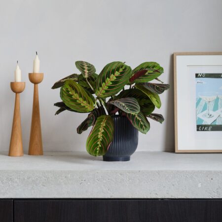 Prayer House Plant in Ribbed Pot Ceramic Navy