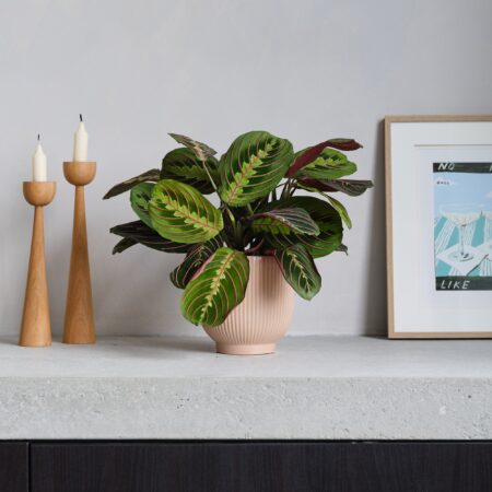 Prayer House Plant in Ribbed Pot Ceramic Pink