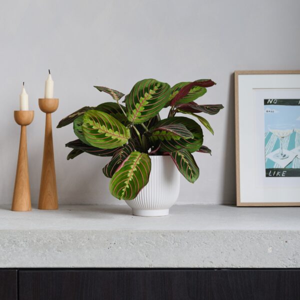 Prayer House Plant in Ribbed Pot Ceramic White