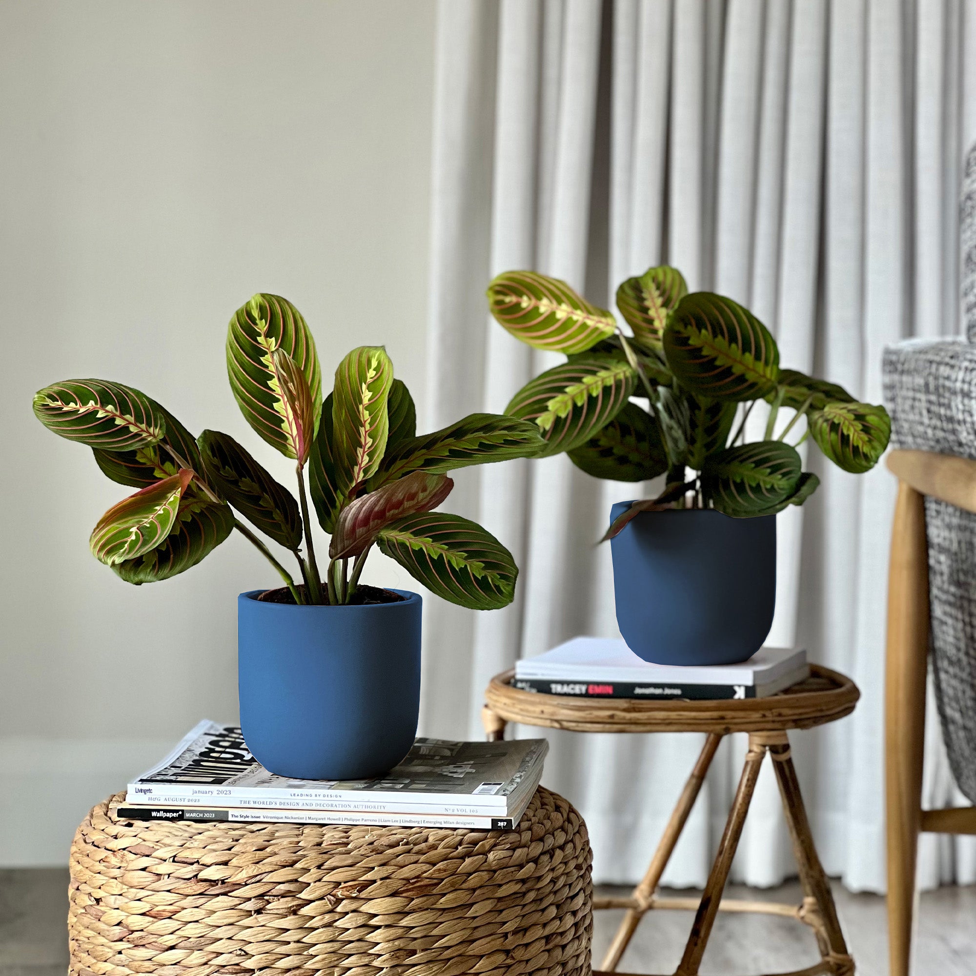 Prayer Plant Potted House Plant Bundle Earthenware Blue Prayer Plant Potted House Plant Bundle Earthenware Blue