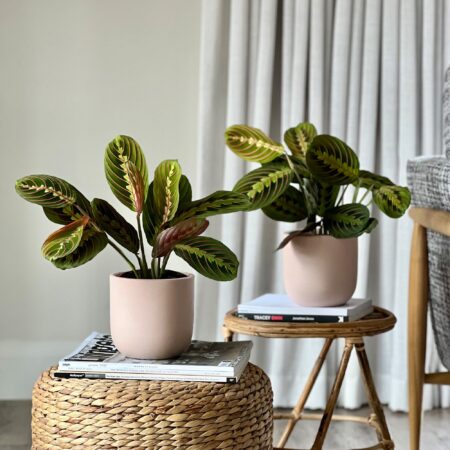 Prayer Plant Potted House Plant Bundle Earthenware Clay