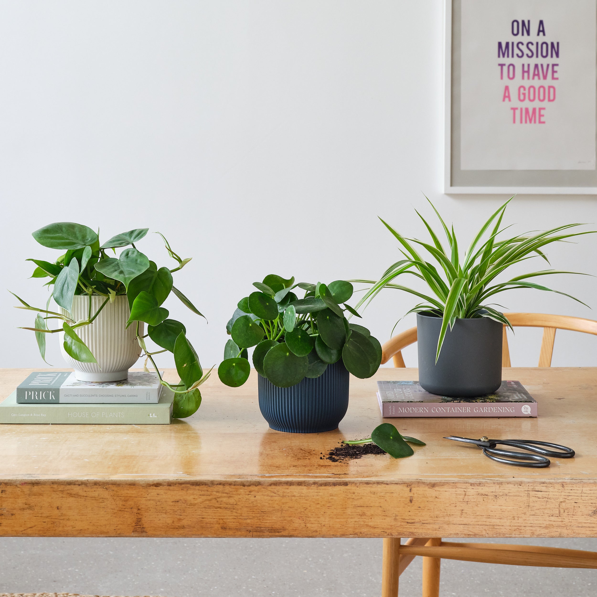 Propagation Potted House Plant Bundle MultiColoured Propagation Potted House Plant Bundle MultiColoured