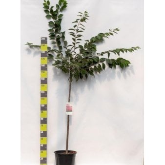 Prydkirsebær 'Accolade' Opstammet 120 cm. 20 liter potte, stammeomkreds 8-10 cm.