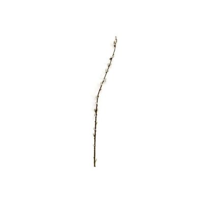 Pussy Willow Artificial Plant Green
