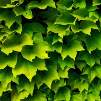 Rådhusvin 'Green Spring' Potte 2,0 liter,- Opbundet