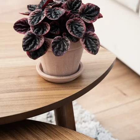 Radiatorplante, Peperomia Caperata Abricos, Ø11 cm potte