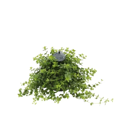 Radiatorplante, Peperomia Deppeana, Ø11 cm potte
