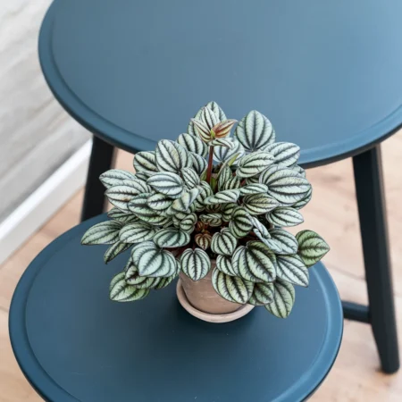 Radiatorplante, Peperomia-Hybrid Piccolo Banda, Ø11 cm potte