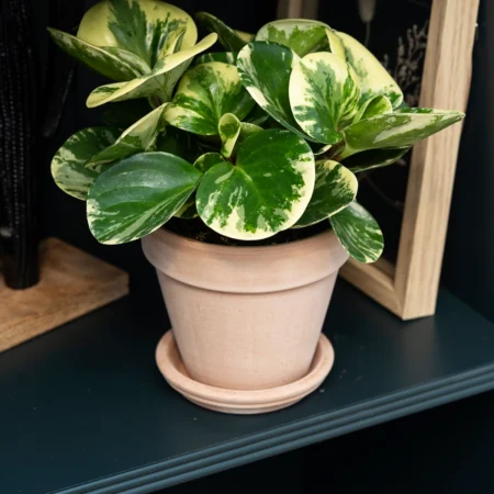 Radiatorplante, Peperomia Obtusifolia Green gold, Ø11 cm potte