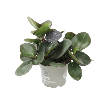 Radiatorplante, Peperomia Obtusifolia Red margin, Ø11 cm potte