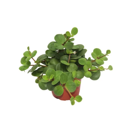 Radiatorplante, Peperomia Pecunifolia Pecunii, Ø11 cm potte