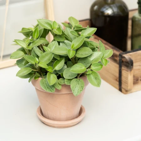 Radiatorplante, Peperomia Spicies Pixie lime, Ø11 cm potte