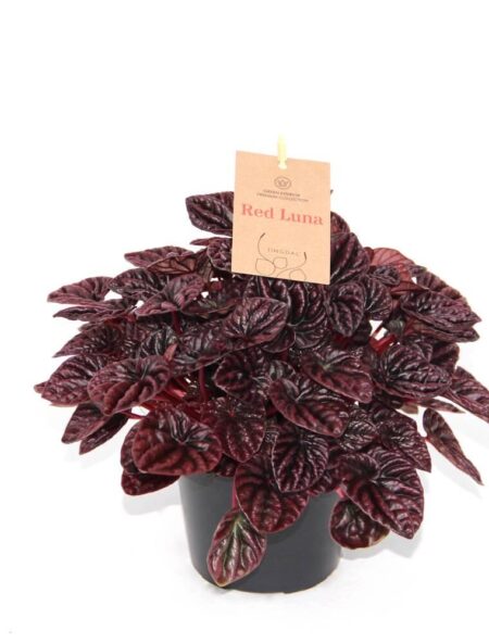 Radiatorplante premium, Peperomia Caperata Rød Luna, Ø14 cm potte