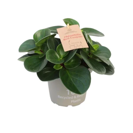 Radiatorplante premium, Peperomia Obtusifolia, Ø14 cm potte