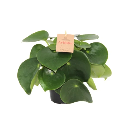 Radiatorplante premium, Peperomia, Ø14 cm potte