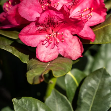 Rhododendron, 'Nova Zembla', 15 liter potte