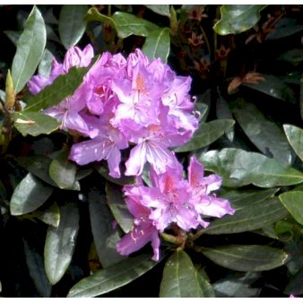 Rhododendron ponticum Potte 10 liter 50-60 cm.