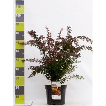 Rød Berberis til hæk Potte 7,5 liter 60-70 cm.