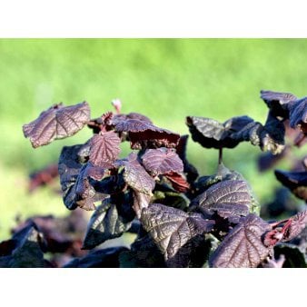 Rød Troldhassel 'Red Majestic' Potte 10 liter,- 100-125 cm.