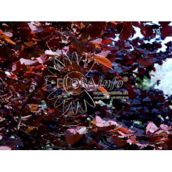 Rød hassel 'Anny's Red Dwarf' Opstammet 60 cm. 7,5 liter potte