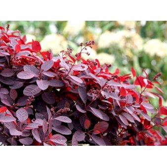 Rødbladet Parykbusk 'Royal Purple' Potte 12 liter,- 100-125 cm.