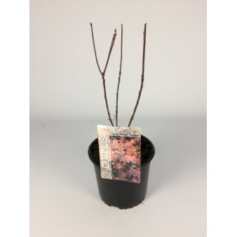 Rødbladet Parykbusk 'Royal Purple' Potte 3,0 liter,- 25-30 cm.