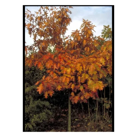 Rødeg 'Borealis' - Heister 175-200 cm. Med Potte