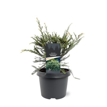 Rødtræ 'Adpressa' - Potte 3,0 liter