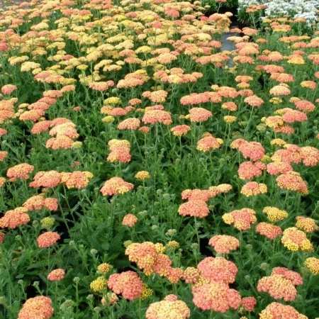 Røllike, Achillea mil. 'Terracotta', 1 liter potte