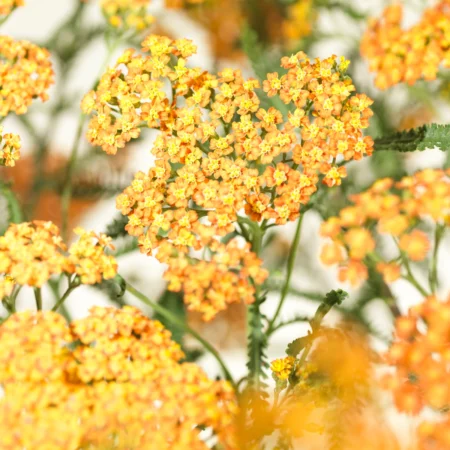 Røllike, Achillea mil. 'Terracotta', 11 cm potte