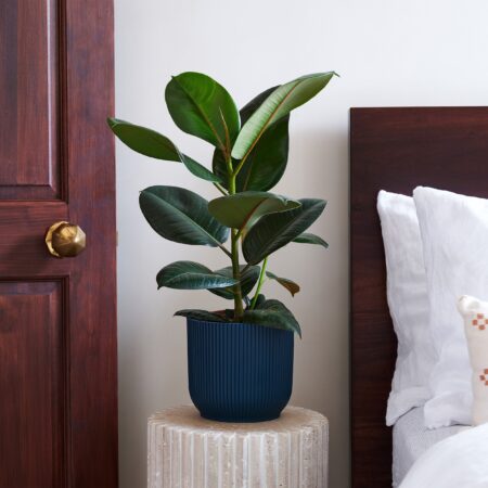 Rubber Plant House in Vibes Pot Plastic Navy