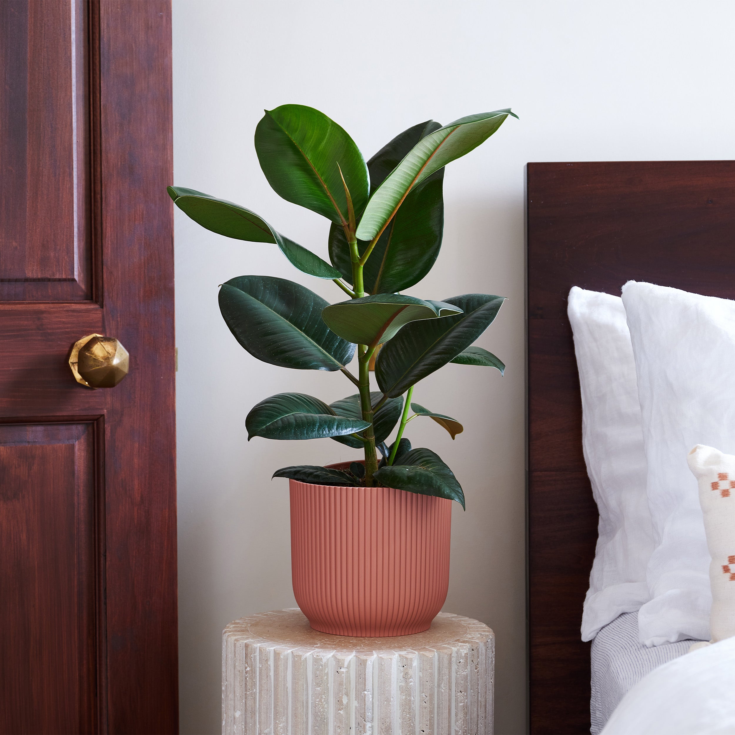 Rubber Plant House in Vibes Pot Plastic Pink Rubber Plant House in Vibes Pot Plastic Pink