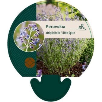 Russisk Salvie 'Little Spire' 0,8 liter potte