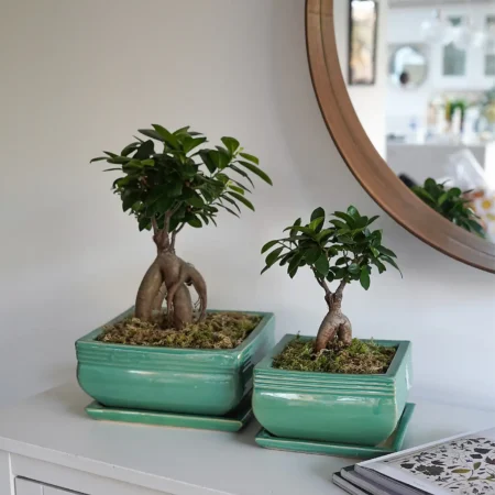 Sæt med 2 firkantede Bonsai plantepotter Teal (grøn)