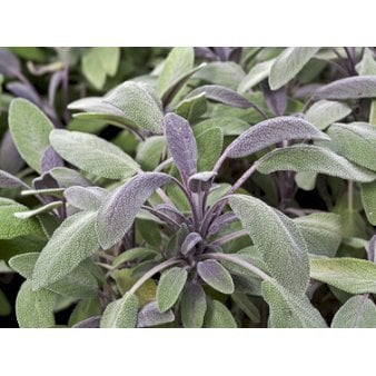 Salvie 'Purpurascens' (Rødbladet) 1 liter potte